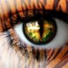 Tiger's Eye