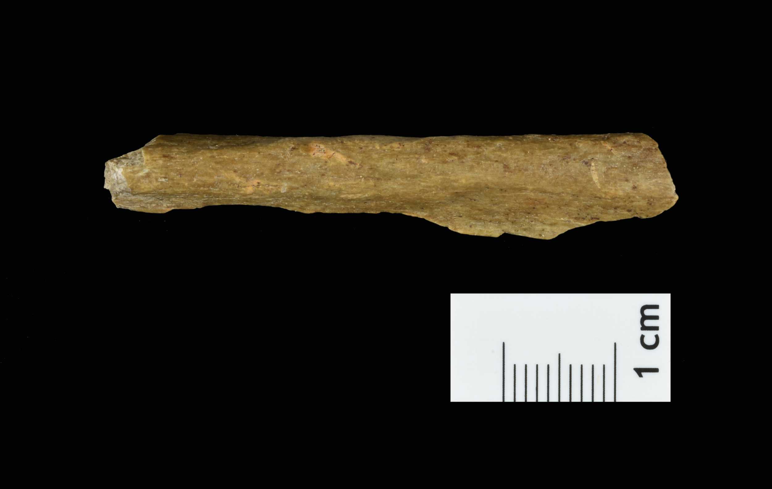 Un fragmento de un hueso humano hallado en el yacimiento