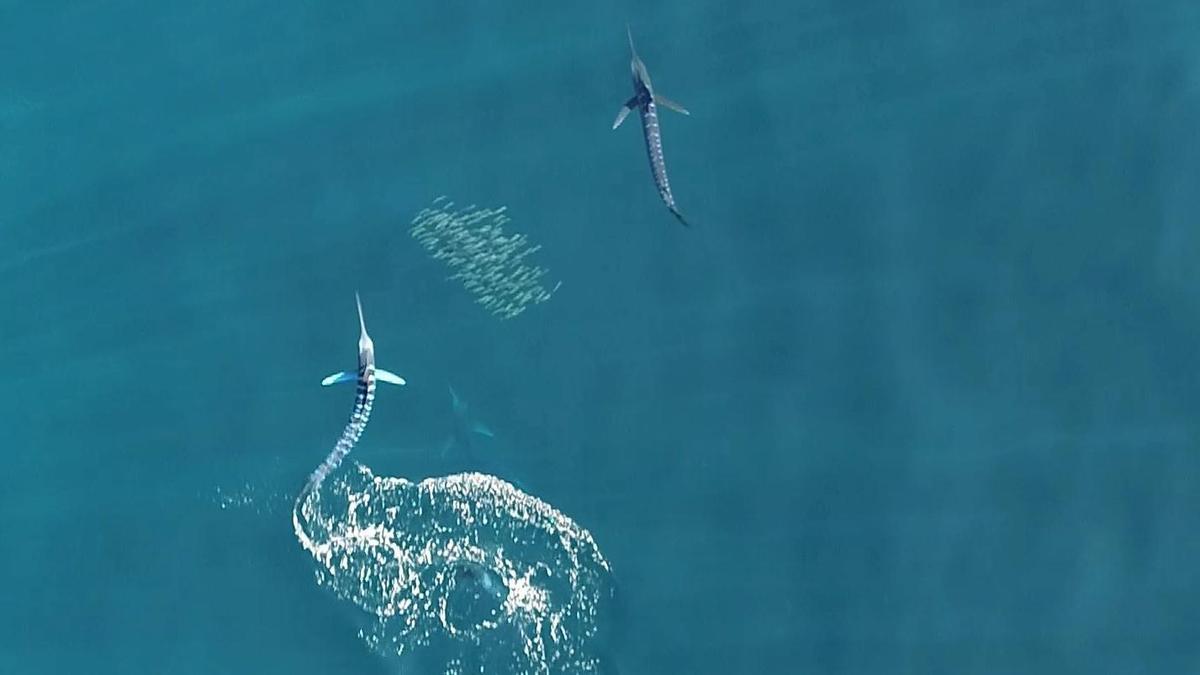 Un grupo de marlines en la cacería captada desde el dron