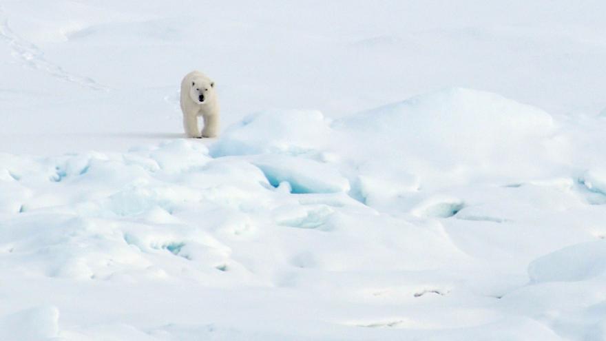 ¿Es el oso polar un buen símbolo de la emergencia climática?