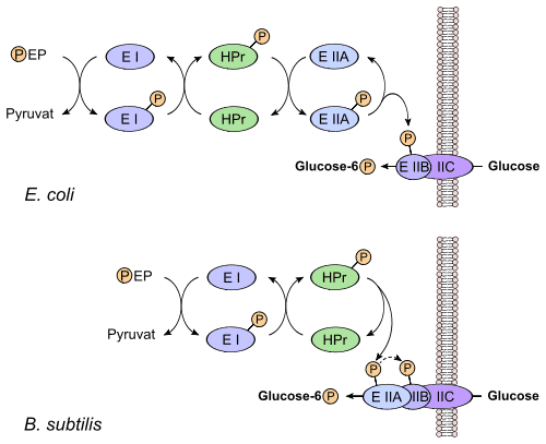 500px-Phosphotransferase_system.svg.png