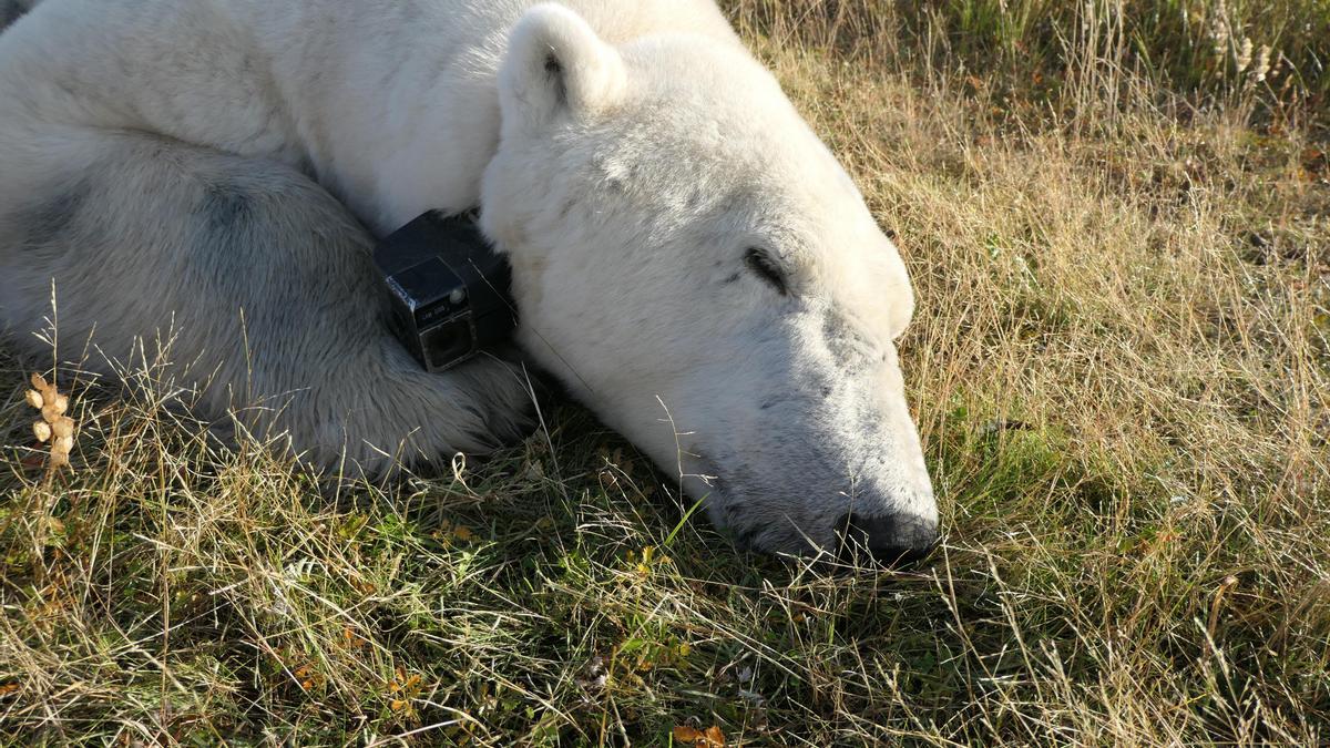 Uno de los osos polares monitorizados durante el estudio