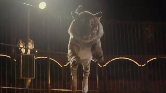 Abatido un tigre que se había escapado de un circo de París