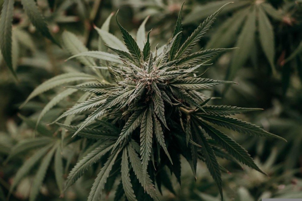 Una planta de cannabis en una imagen de archivo