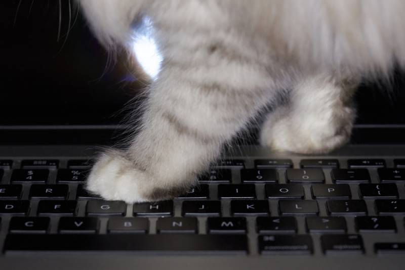 close-up-of-a-cat-walking-on-laptop-keybaords_PixieMe_Shutterstock.jpg