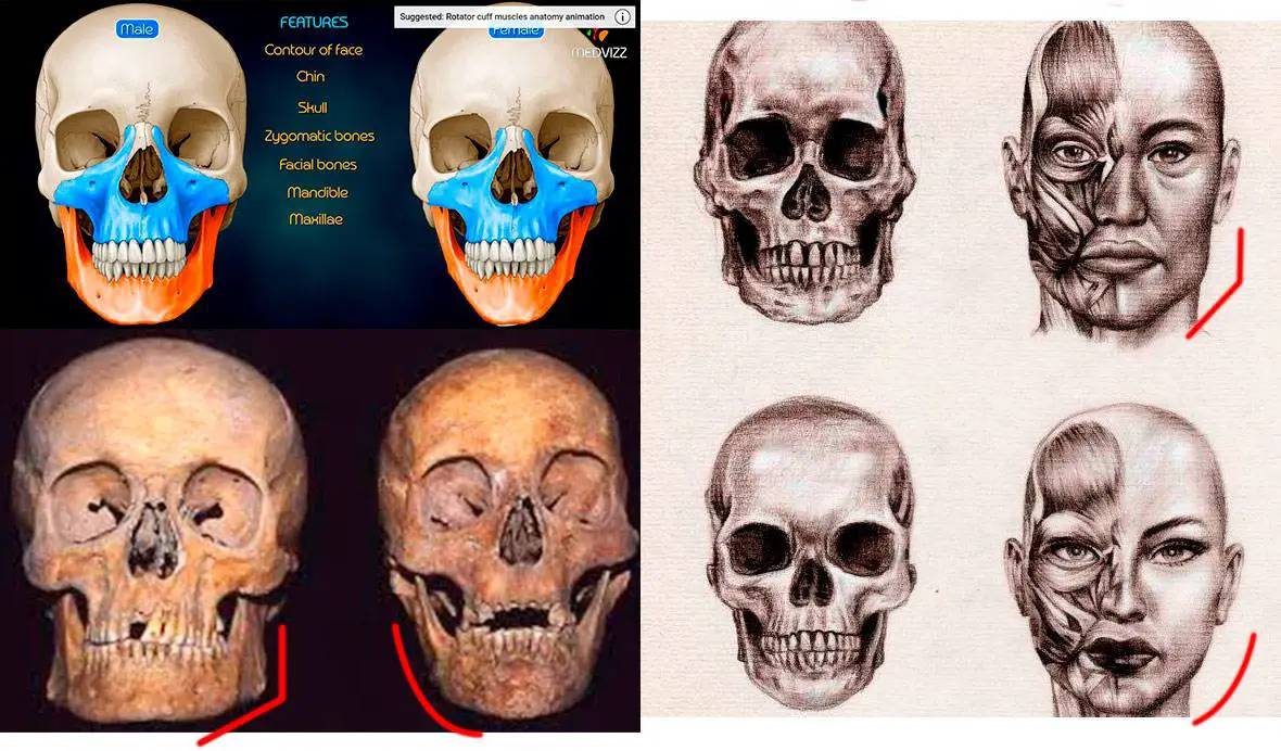 cráneos.jpg