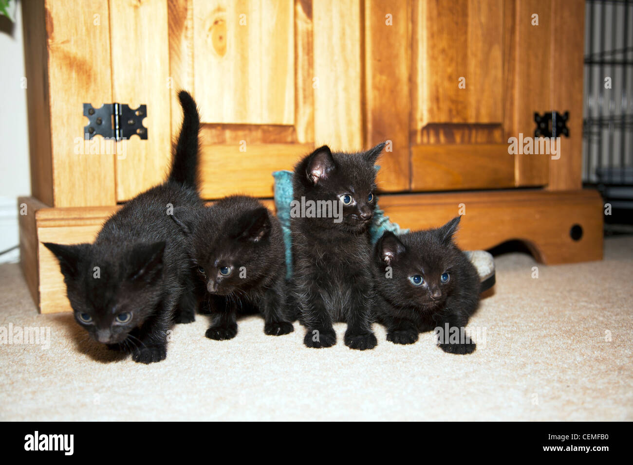 cuatro-neցros-gatitos-afortunado-para-algunos-jugando-como-lo-hacen-los-gatos-cemfb0.jpg