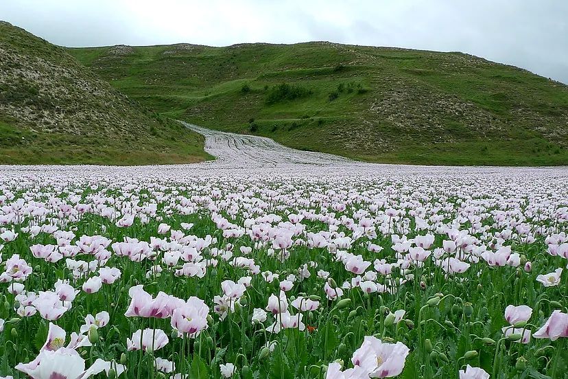 La amapola blanca florece entre mayo y junio.