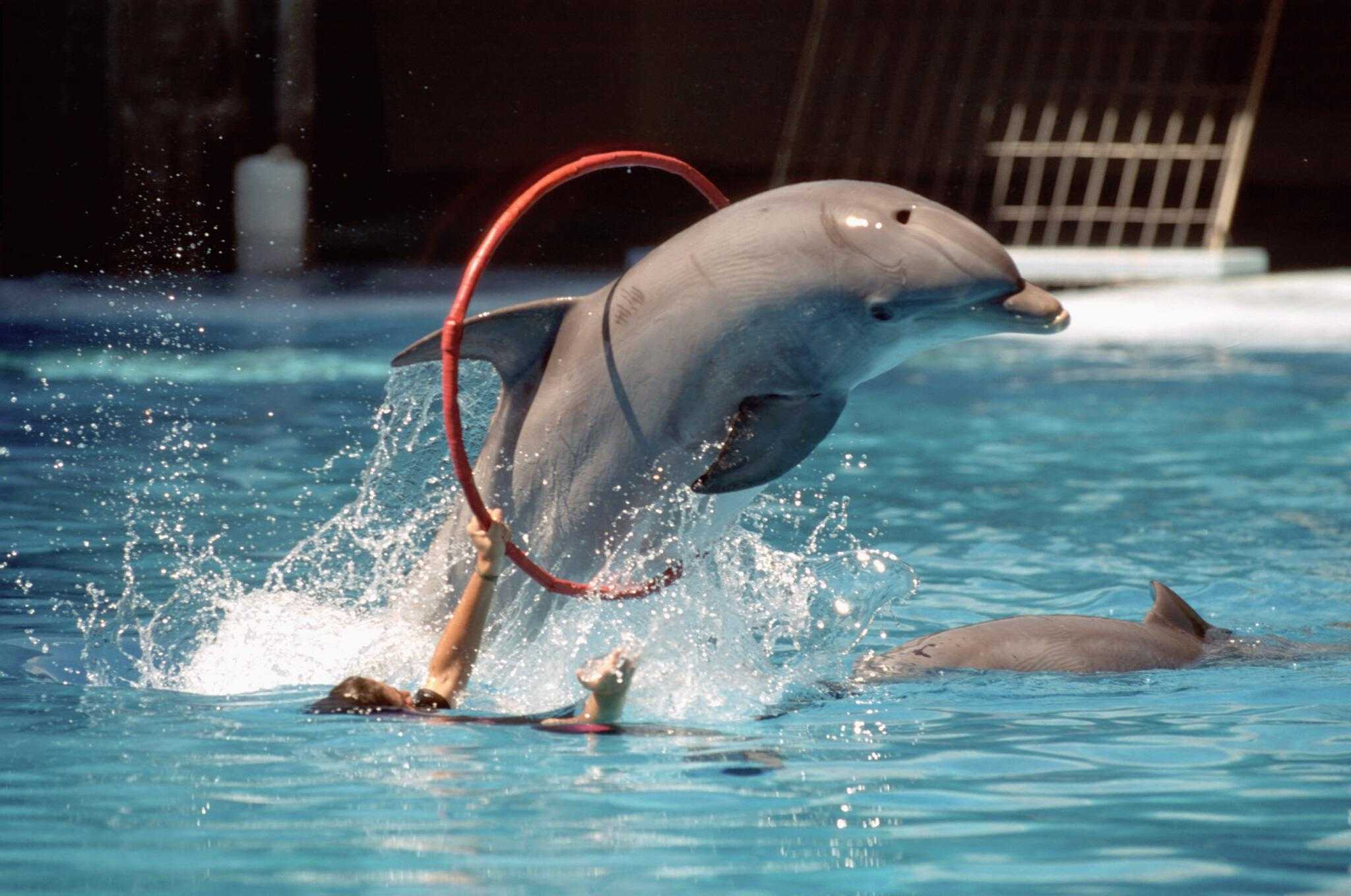 delfin-arojpg.jpg