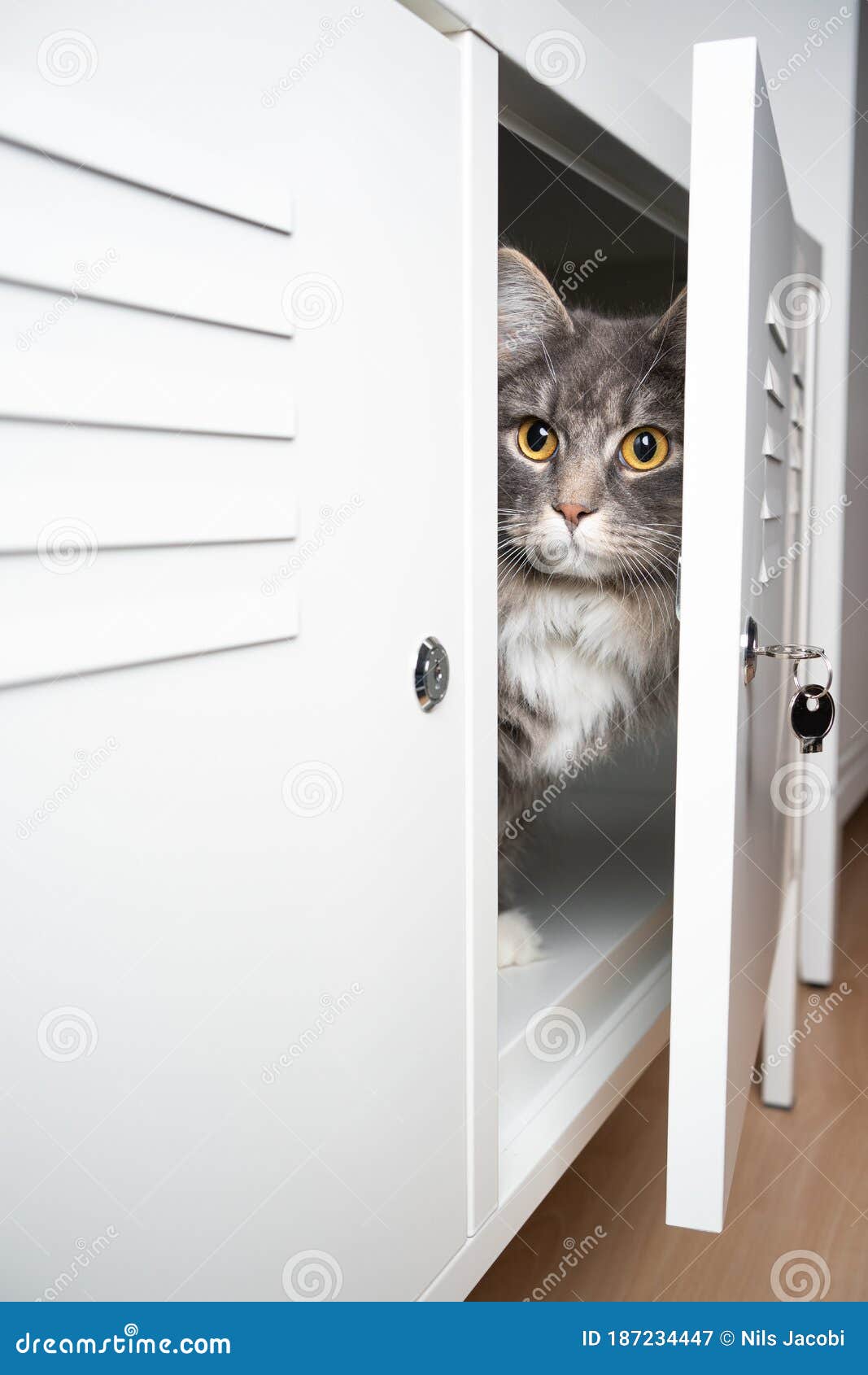 gato-escondido-en-el-armario-un-bonito-de-maine-blanco-y-gris-pelo-largo-detrás-la-puerta-dent...jpg