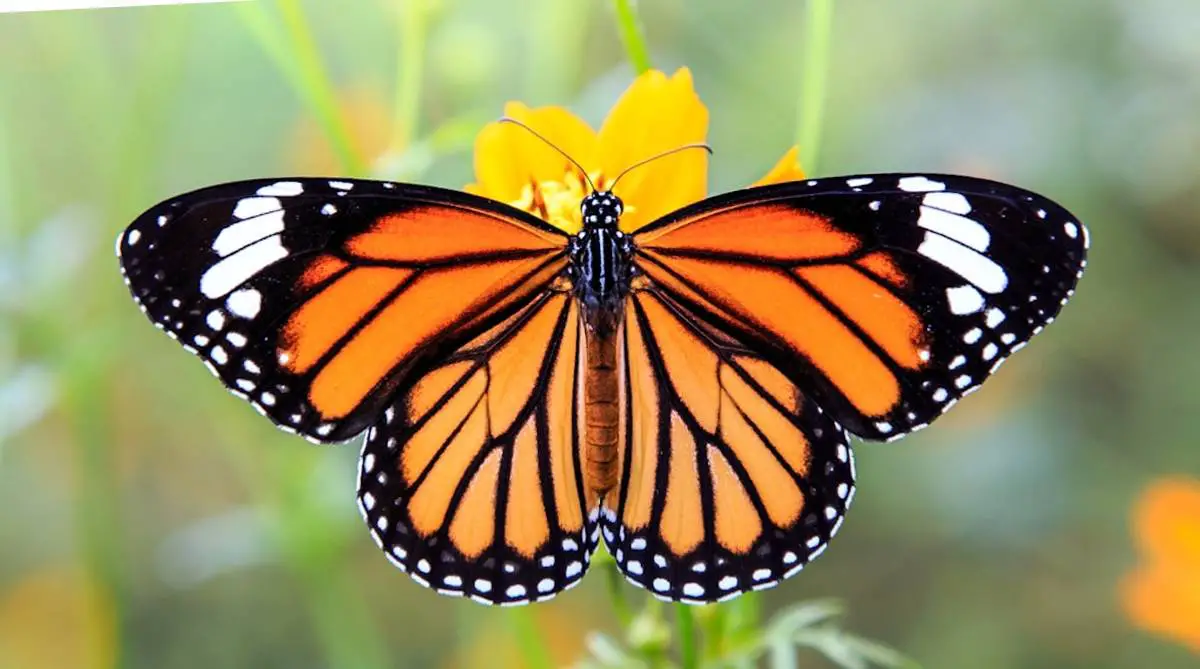 mariposa-monarca-el-alma-de-los-muertos.jpg