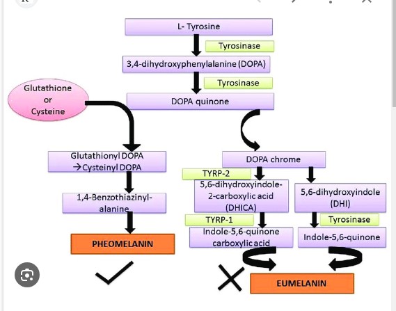 Melanin production pathways