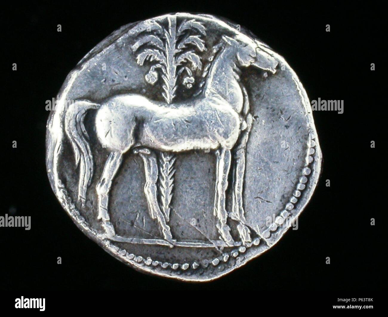 numismatica-moneda-hispano-cartaginesa-shekel-de-plata-reverso-caballo-parado-a-la-derecha-con...jpg