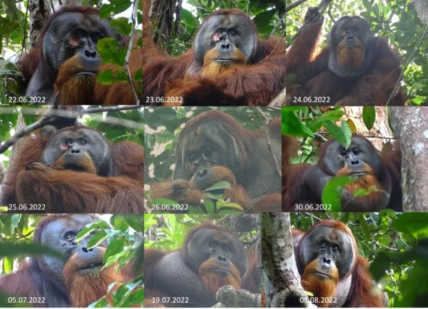 orangutan-doctor-1-1-618x447.jpg