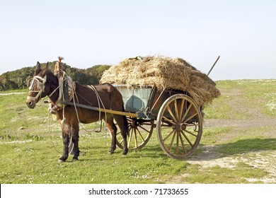 orse-old-fashioned-cart-countryside-260nw-71733655.jpg