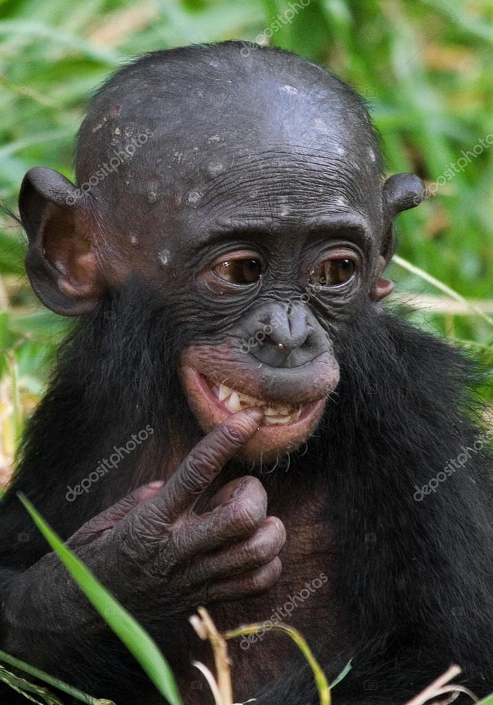 ositphotos_94265984-stock-photo-baby-bonobo-monkey.jpg