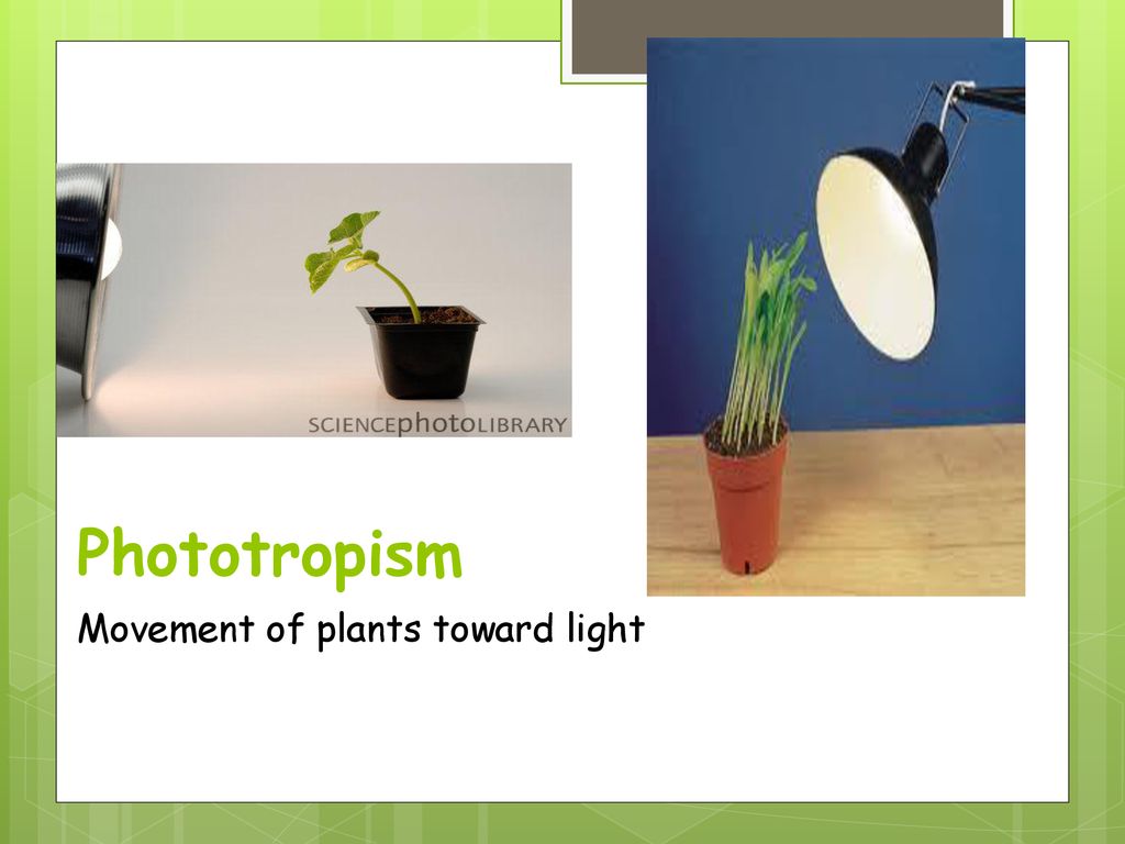 Phototropism+Movement+of+plants+toward+light.jpg