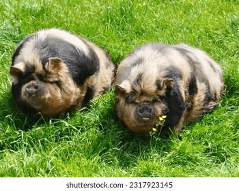 pigs-couple-love-happy-grass-260nw-2317923145.jpg
