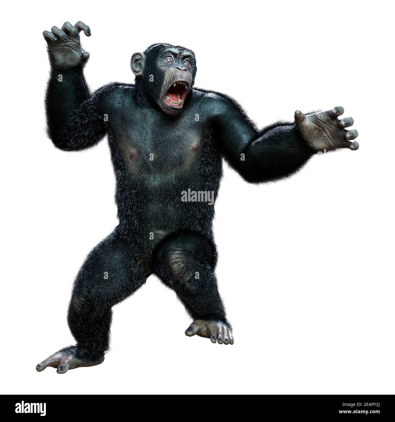presentacion-3d-chimpanzee-en-blanco-2eapy2j.jpg