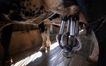 Una vaca es ordeñada mecánicamente en una granja lechera