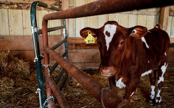 Una vaca mantenida en aislamiento durante 21 días en una granja de EE. UU. como medida de precaución, ya que el virus H5N1 se propaga en el ganado