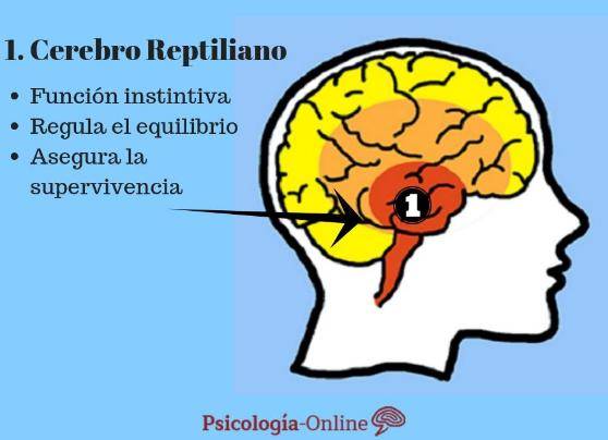 que_es_el_cerebro_reptiliano_definicion_4229_0_600 (1).jpg