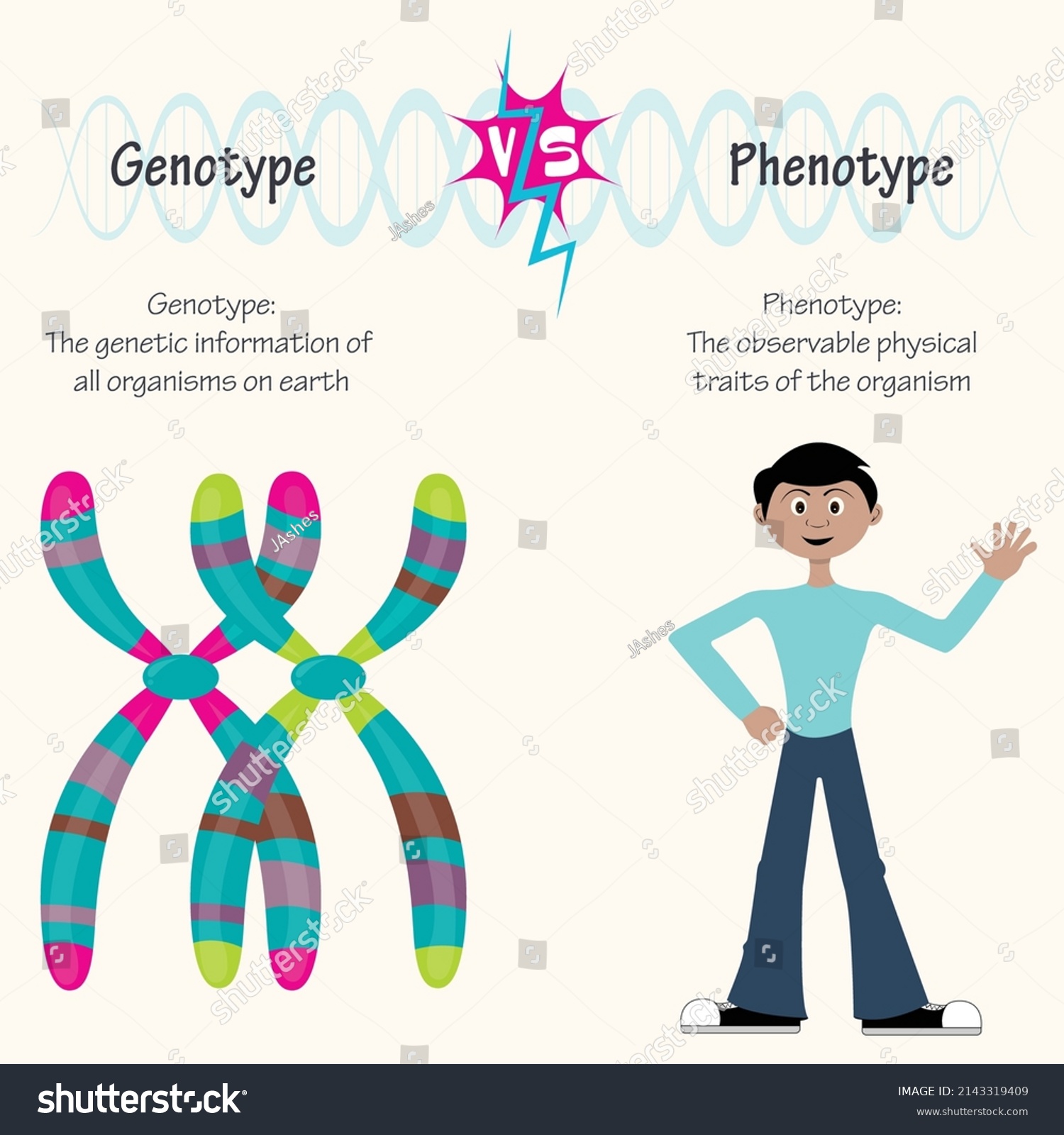 stock-vector-genotype-versus-phenotype-presentation-diagram-2143319409.jpg