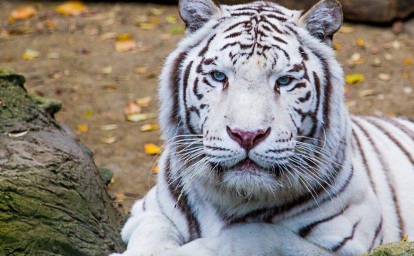 tigre-blanco.jpg