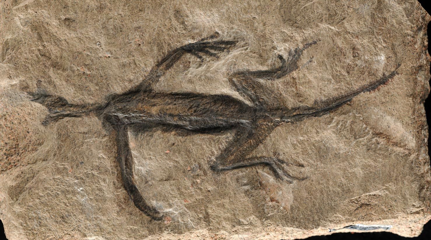 Tridentinosaurus-antiquus.jpg