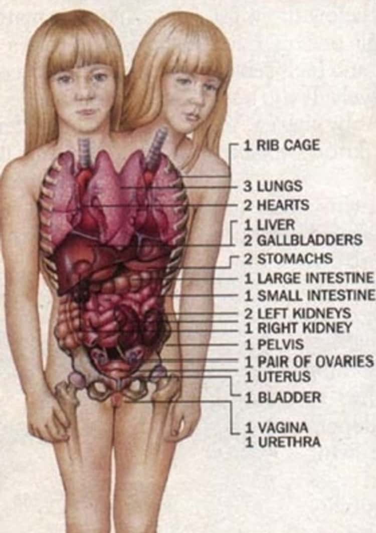 we-know-exactly-how-many-organs-they-have-photo-u1.jpeg