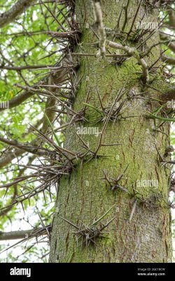 honeylocust-honey-locust-gleditsia-triacanthos-trunk-with-spines-2GC18CW.jpg