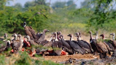 asian-vultures-eating-a-carcass.jpg