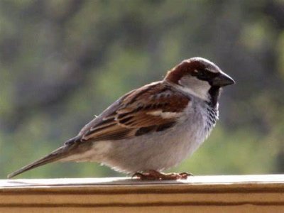 sparrow7.jpg