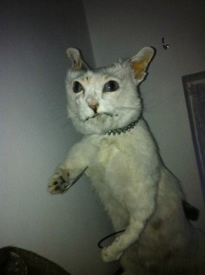action-cat-bad-taxidermy.jpg