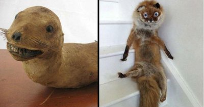 seal-grinning-with-its-teeth-showing-fox-in-a-weird-sitting-position-with-its-fur-sticking-out.jpeg