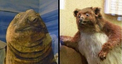 taxidermy-manatee-with-a-surprised-expression-on-its-face-weird-bear-gopher-mammal-cringe-wtf...jpeg