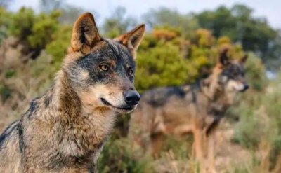 Diez años sin un censo oficial del lobo en Castilla y León