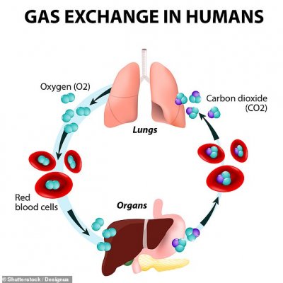 When we inhale, air enters the lungs, and oxygen from that air moves to the blood, while CO2, a waste gas, moves from the blood to the lungs and is breathed out