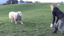 sheep-games-playful.gif