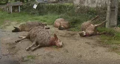                       Cuatro de las ovejas muertas durante el ataque.                    