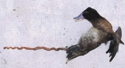 El largo y curioso pene del pato sudamericano ‘malvasía argentina’ (Oxyura vittata)