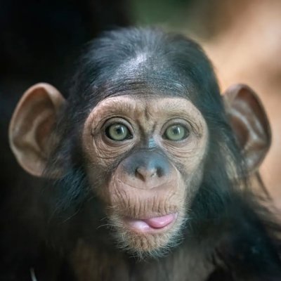 chimpanzee-o.jpg