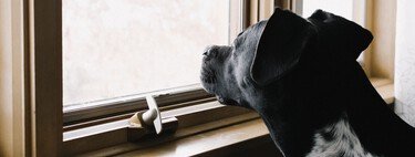El detalle desapercibido de la Ley de Bienestar Animal: las horas máximas que puedes dejar a tu perro solo en casa 