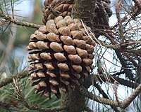 200px-Pinus_radiata_cone.jpg