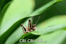 grasshopper-insect.gif