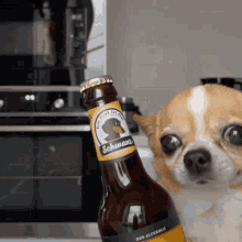 beerdog-dog-beer.gif