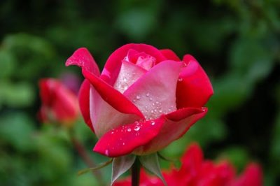 garden-rose-red-pink-56866.jpg