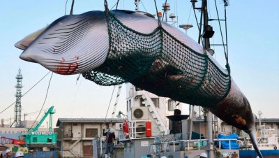 Japón volverá a cazar ballenas en julio