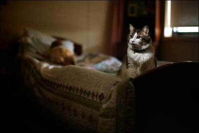 Oscar-the-nursing-home-cat-5.jpg