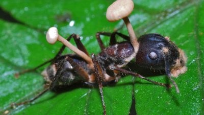 una-hormiga-infectada-con-el-hongo-cordyceps.jpg